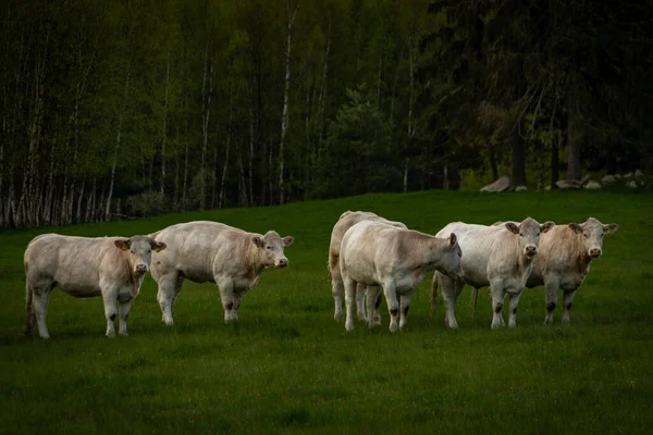 White cows with golden suit on green pasture land near Nejdek town in Krusne mountains