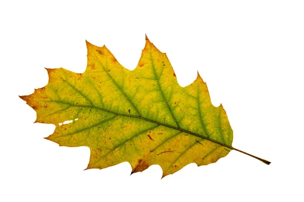 Dry Green Oak Leaf White Background Interior — 스톡 사진