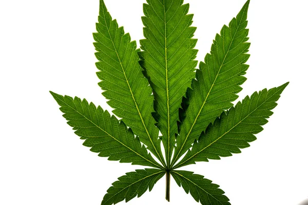 Dry Green Marijuana Leaf White Background Interior — Fotografia de Stock