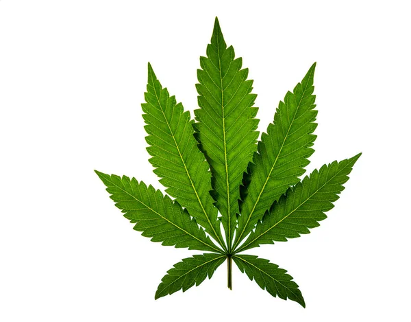 Dry Green Marijuana Leaf White Background Interior — Stockfoto
