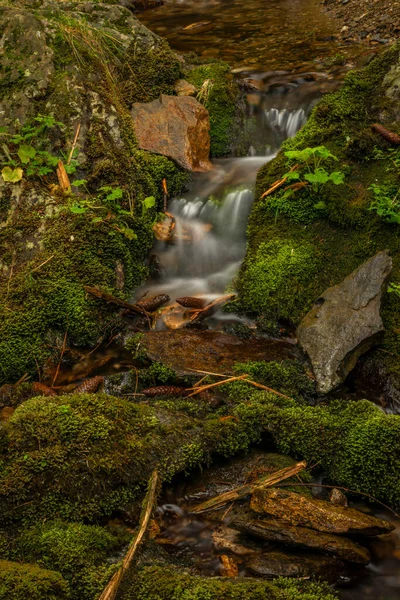 Svatoprečinský Potok Dlouhém Údolí Krkonoš Letním Dni — Stock fotografie