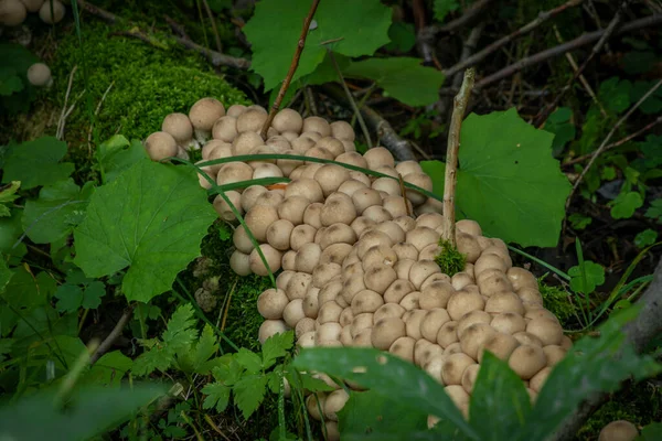 Puffballs on old fallen tree in green leafs in mountains summer evening