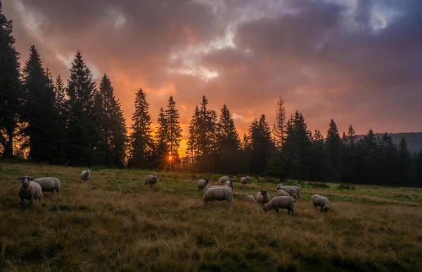 Pasture land with sheep and color sunrise near spruce tree morning forest