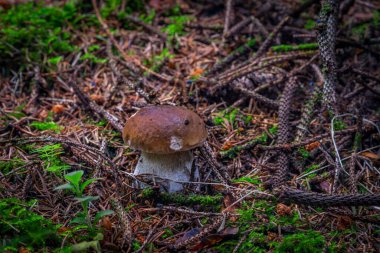 Boletus ladin ve çam ağacı ormanlarında Yazın sıcak ve nemli bir günde