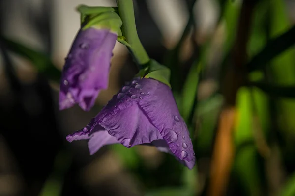 Фіолетові Гладіолуси Цвітуть Зеленим Листям Росою Мокрий Літній Свіжий Ранок — стокове фото