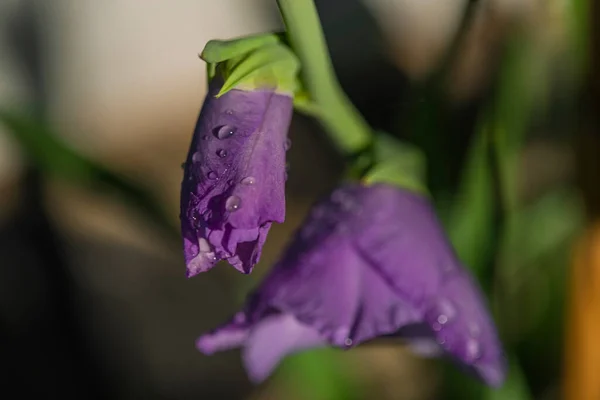 Violet Gladiola Mekar Dengan Daun Hijau Dan Embun Musim Panas — Stok Foto