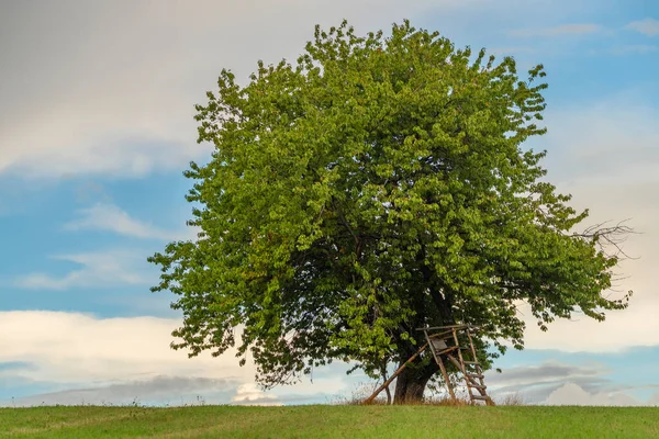 Kirschbaum Auf Sommergrünem Feld Bewölkt Heißen Frischen Tag — Stockfoto