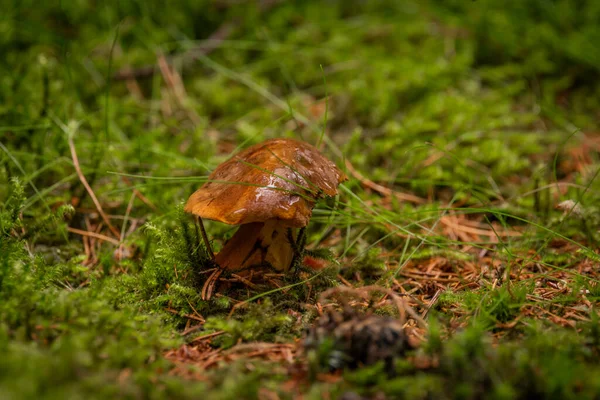 Boletus Abete Rosso Pineta Estate Calda Giornata Umida — Foto Stock