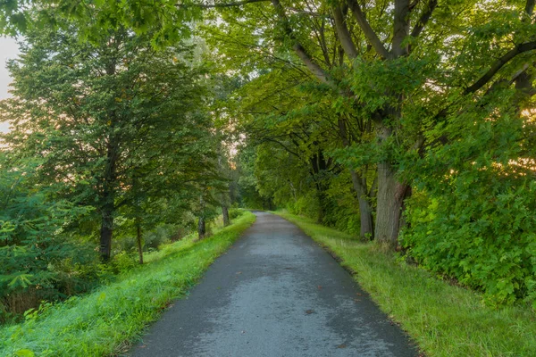 Cycle route with green sumer trees in fresh sunrise color morning