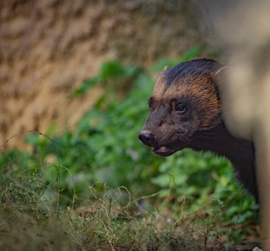 Sonbaharda Gulo Gulo hayvanı güzel güneşli bir sabah