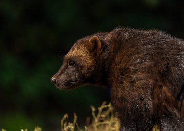 Sonbaharda Gulo Gulo hayvanı güzel güneşli bir sabah
