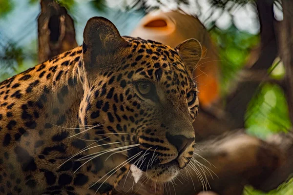 Panthera Pardus Hayvanı Güneşli Yaz Mevsiminde Taze Güzel Bir Gün — Stok fotoğraf