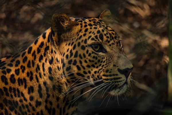 Panthera Pardus Hayvanı Güneşli Yaz Mevsiminde Taze Güzel Bir Gün — Stok fotoğraf