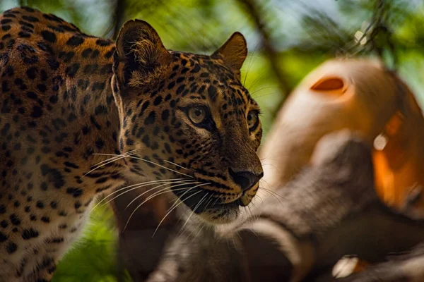 Panthera Pardus Ζώο Ηλιόλουστο Καλοκαίρι Φρέσκο Ωραία Μέρα — Φωτογραφία Αρχείου