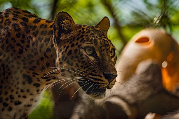 Panthera Pardus Ζώο Ηλιόλουστο Καλοκαίρι Φρέσκο Ωραία Μέρα — Φωτογραφία Αρχείου