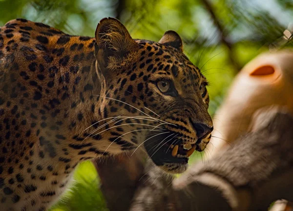 Panthera Pardus Állat Napsütéses Nyáron Friss Szép Nap — Stock Fotó