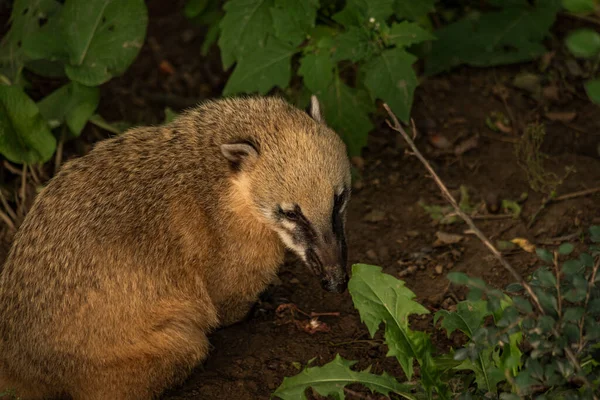 Nasua Nasua Tier Mit Grünen Blättern Trockenen Sommertagen — Stockfoto