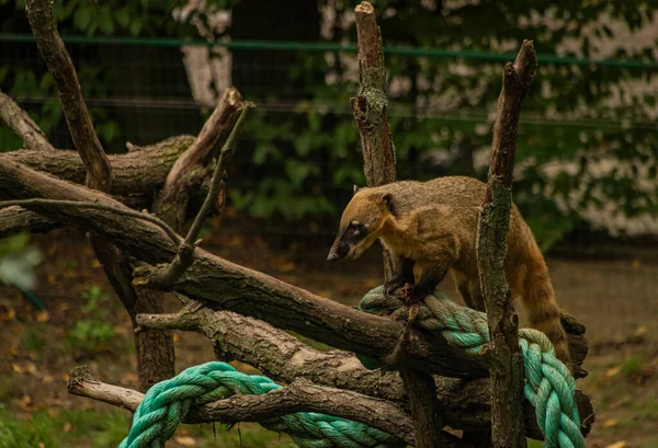 Nasua Nasua Animale Con Foglie Verdi Estate Giorno Secco — Foto Stock