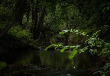 Renkli ağaçlı Rakovnicky deresi ve sarı güneşli akşam rengi