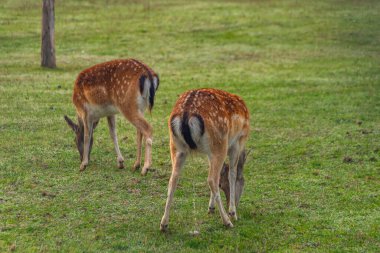 Yaz sabahı Brno şehrinin yakınlarındaki yeşil çayırlarda yaşayan geyik.