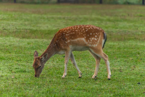 Daino Animale Sul Prato Verde Estate Mattina Vicino Alla Città — Foto Stock