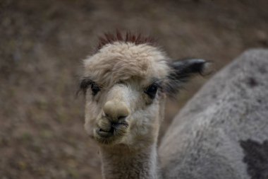 Kıllı lama hayvanı yazın kuru zeminde bulutlu karanlık bir günde