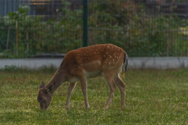 夏天的早上 在布尔诺市附近的绿地上放养鹿群 — 图库照片