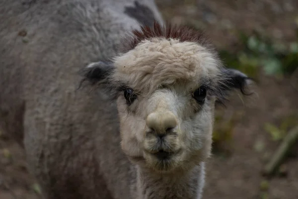 Peloso Lama Animale Estate Nuvoloso Giorno Buio Sul Pavimento Asciutto — Foto Stock