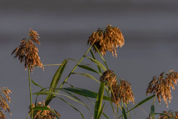 Kleur Riet Buurt Van Mlynsky Vijver Zonnige Frisse Zonsopgang Ochtend — Stockfoto