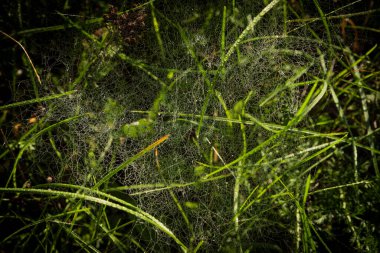 Renkli sabah ıslak örümcek ağı yeşil çimenlikte, gün doğumunun renkli güneşi
