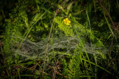 Renkli sabah ıslak örümcek ağı yeşil çimenlikte, gün doğumunun renkli güneşi