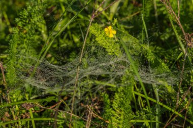 Renkli sabah ıslak örümcek ağı yeşil çimenlikte, gün doğumunun renkli güneşi