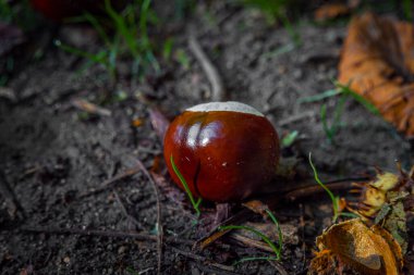 Güney Moravya 'da ağaçların altındaki ıslak zeminde kestane. Güzel orman.