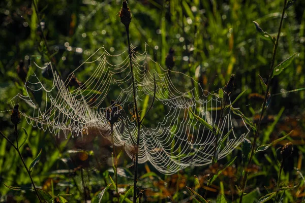 艳阳高照的绿草中的彩色晨曦湿蜘蛛网 — 图库照片