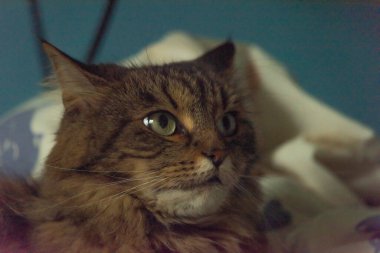 Tekir yeşil gözlü kedi kafalı, yorgan ve mavi arka planlı.