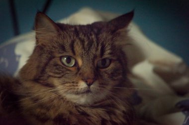 Tekir yeşil gözlü kedi kafalı, yorgan ve mavi arka planlı.