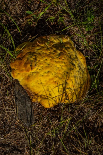 Yellow Mushroom Roots Leaf Trees Late Summer Sunny Morning — Stock Photo, Image