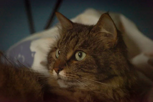 Cabeza Gato Ojos Verdes Tabby Con Edredón Fondo Azul Oscuro — Foto de Stock