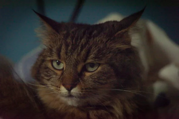 Tabby Olhos Verdes Cabeça Gato Com Edredão Fundo Azul Escuro — Fotografia de Stock