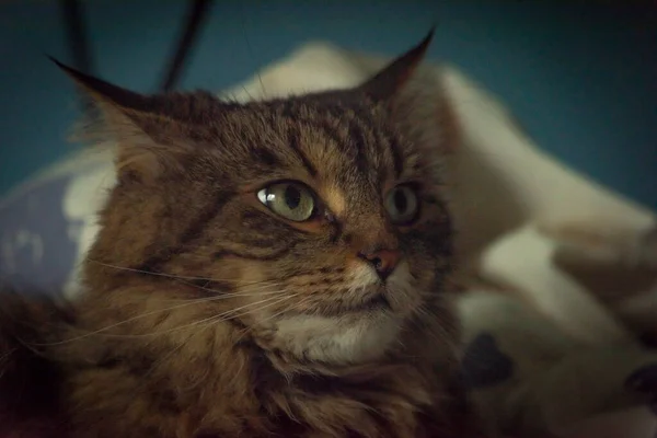 Cabeza Gato Ojos Verdes Tabby Con Edredón Fondo Azul Oscuro — Foto de Stock