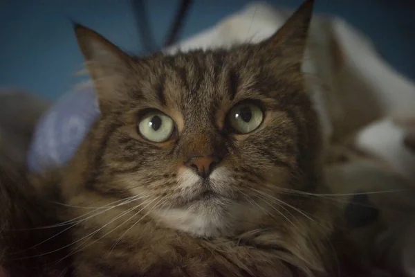 Cabeza Gato Ojos Verdes Tabby Con Edredón Fondo Azul Oscuro — Foto de Stock