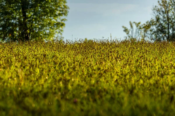 Napfényes Színű Réten Virágzik Nyáron Este Krkonose Hegyek — Stock Fotó