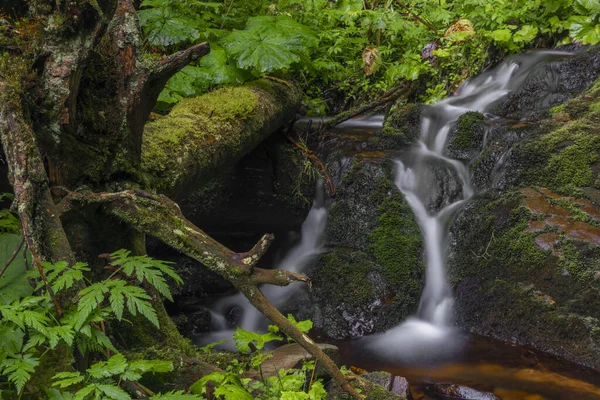 Javori Creek Karkonoskim Parku Narodowym Letni Mokry Poranek — Zdjęcie stockowe