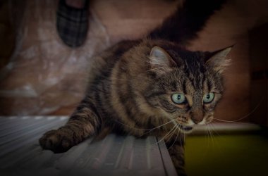 Mutfakta küçük bir kedi ve yeşil kocaman gözleri var.