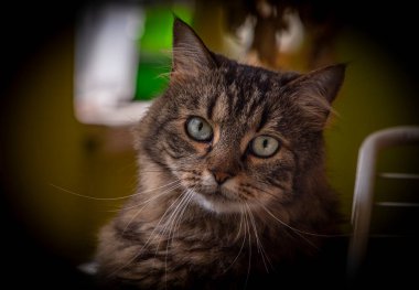 Mutfakta küçük bir kedi ve yeşil kocaman gözleri var.