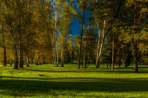 チェスケブデジョヴィツェの中心部にあるストロモフカ公園で 緑の芝生と大きな木があります — ストック写真