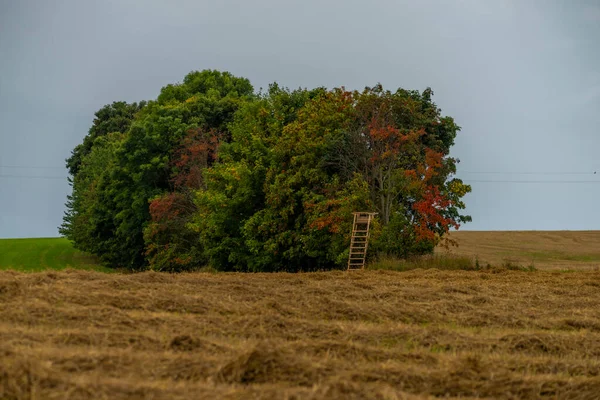 Île Arbres Sur Champ Été Près Village Roprachtice Dans Les — Photo