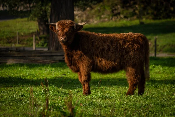 Vacas Peludas Color Marrón Anaranjado Tierras Verdes Pastoreo Fresco Otoño —  Fotos de Stock