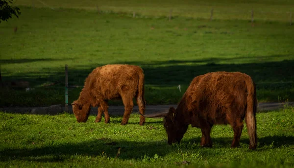 Vacas Peludas Marrons Alaranjadas Pasto Fresco Verde Terra Manhã Cor — Fotografia de Stock