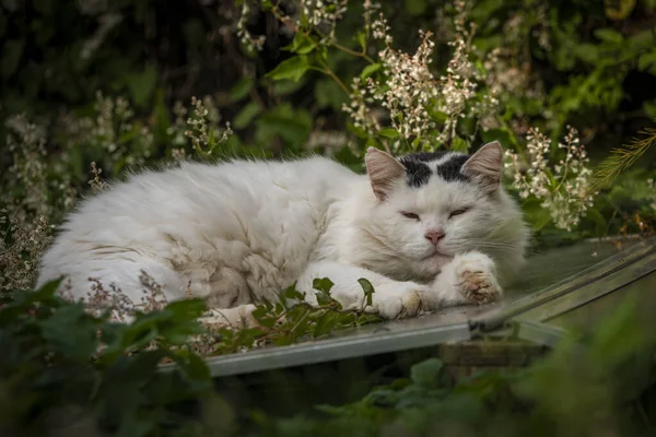 White Black Male Cat Lying Green Grass Autumn Nice Day — Stock Photo, Image